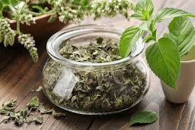 Peppermint Herbs